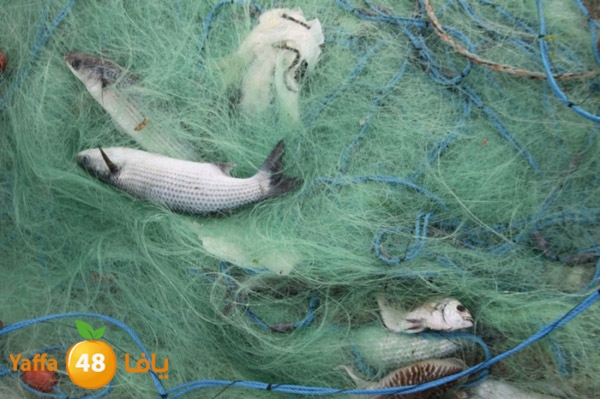 sayyadnewyaffa3 (39).JPG